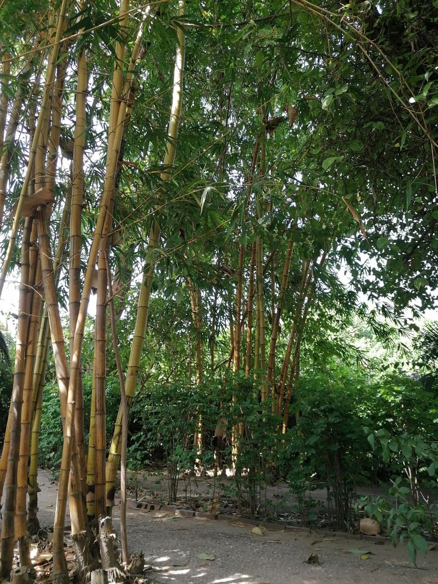 Evergreen Eco Lodge Retreat Tujereng Ngoại thất bức ảnh